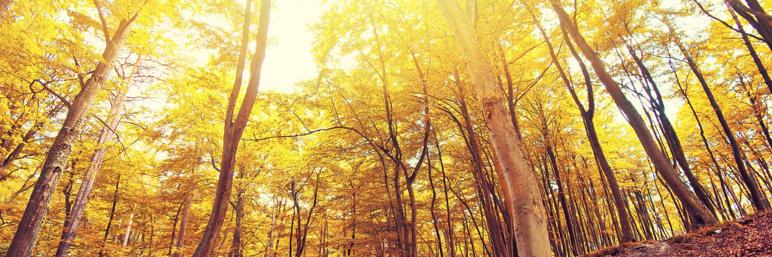 Soleil d'automne au cœur de la forêt