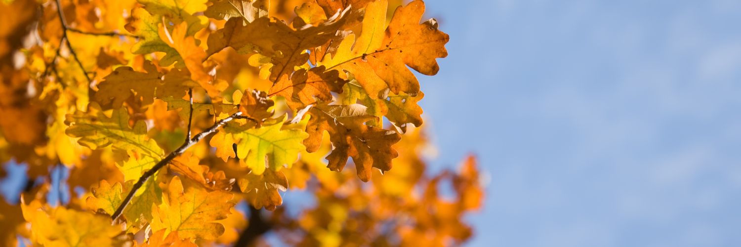 feuilles d'automne au soleil